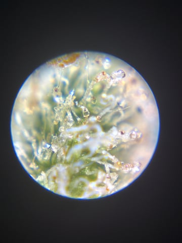 Northern Lights & Quick One  — harvest, day 56