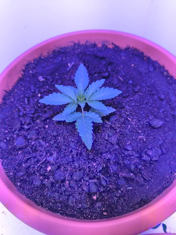unknown strain 1st grow — seedling_rooting, day 1