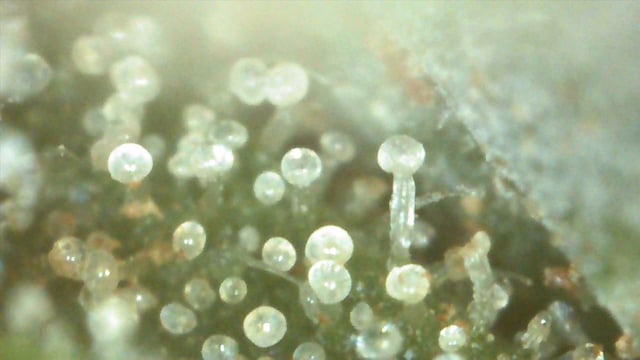 b45 and White widow  — flower, day 9