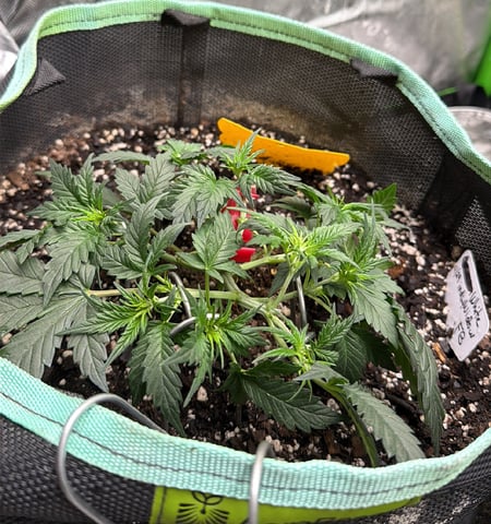 Indoor & Outdoor Grow 6 — vegetative, day 27