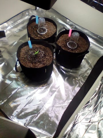 Seedman mix auto & seedman mix auto & GodFather OG — seedling_rooting, day 8