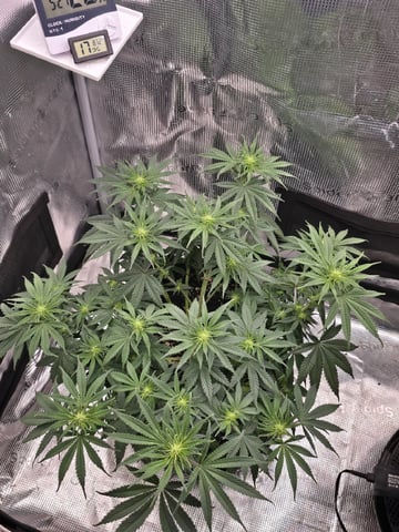  1 Blue Zushi x Venom & 1 Jack Here x Strawberry Cookies OG — flower, day 56