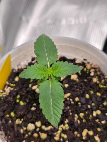 Northern lights #10 2nd plant (Selkies) — seedling_rooting, day 9