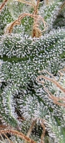 First Grow — done, day 238