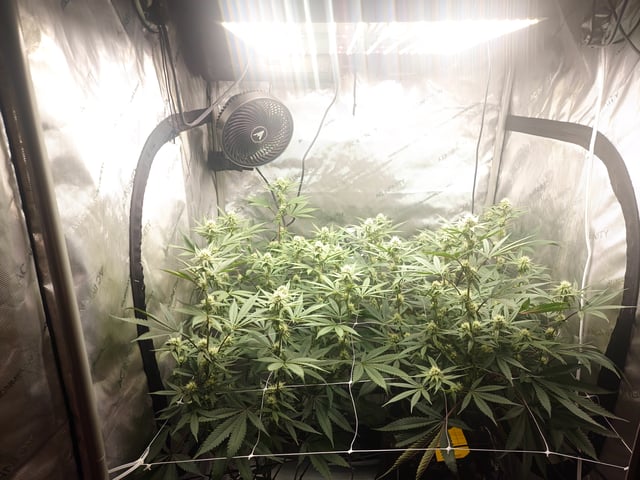 First clones (Dr nefario)  — flower, day 50