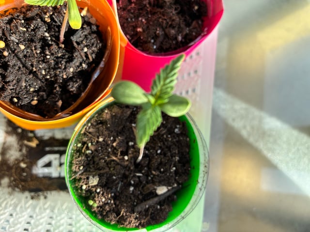 My First Grow — germination, day 16