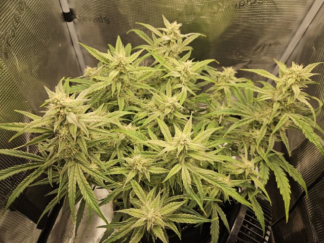 A chill grow in the small tent — flower, day 54