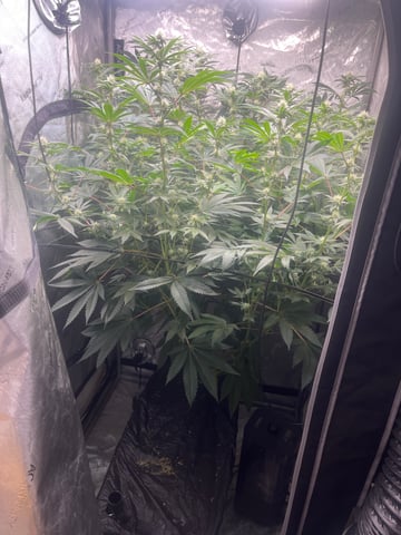 Hollywood — flower, day 45