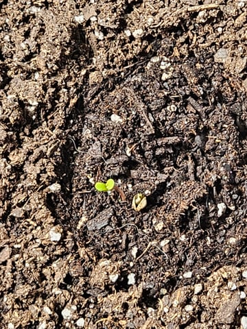 Mango Runtz — germination, day 6