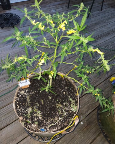 Outdoor Auto's (3rd Set)