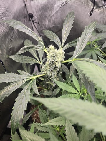 Indoor — vegetative, day 55