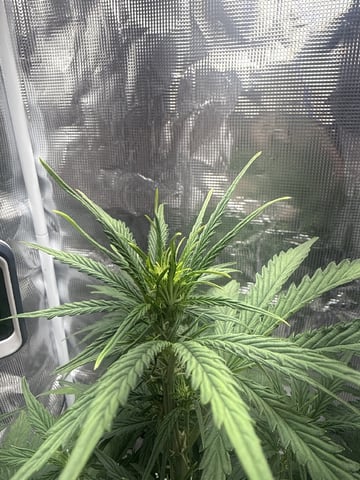 Indoor — vegetative, day 37