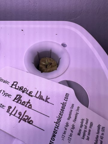 Inside Mother Plants — germination, day 7