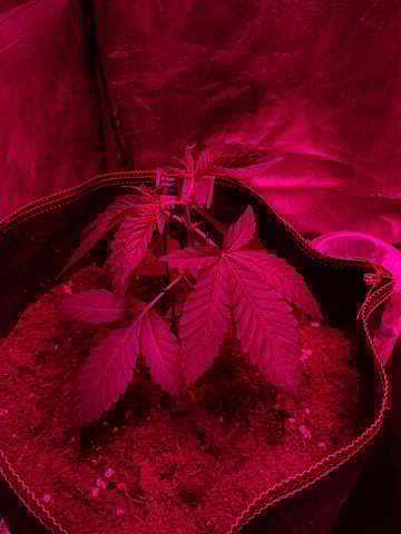 II — vegetative, day 15