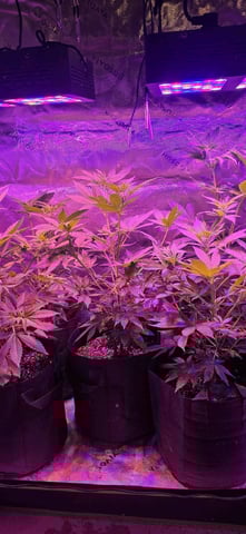 basement grow — flower, day 51