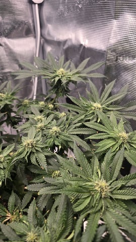 mc nuggets r1 — flower, day 70