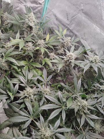 LSD Auto — flower, day 49