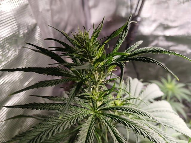 2nd Grow 2026  — flower, day 45