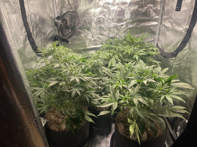 Auto Run #1 2025-2026 — vegetative, day 51