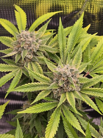 Dirty Bird - Thousand Island Fem & Platinum Kush Breath Remix x Grape Cakehead Fem Photo  — flower, day 110