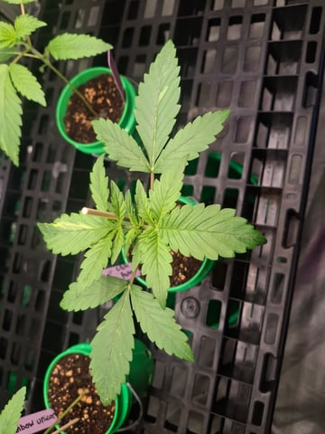 Mystery Seed — seedling_rooting, day 22