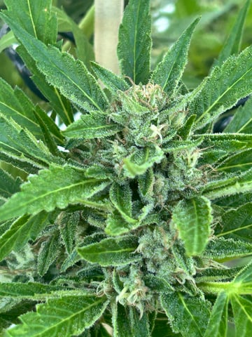 First ever grow — flower, day 76