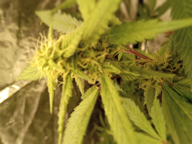 critical purple kush x peyote wifi  in the auto pot system tray 2 grow with added microhazian to the coco coir  — flower, day 86