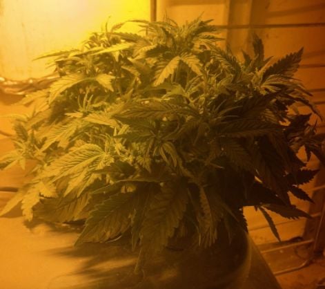 If it's Loose it's got to be a Unicorn.. — vegetative, day 14