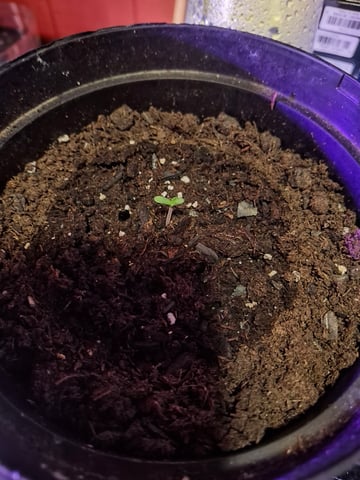 white 🕷️  — seedling_rooting, day 3