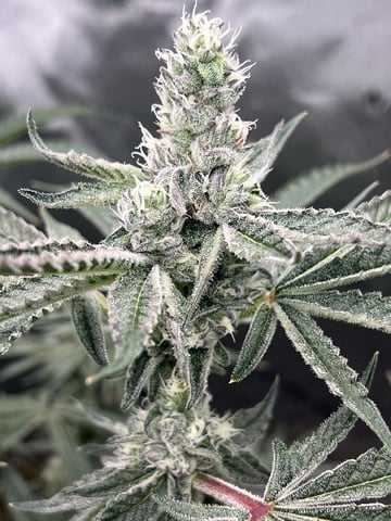 3rd grow  — flower, day 15