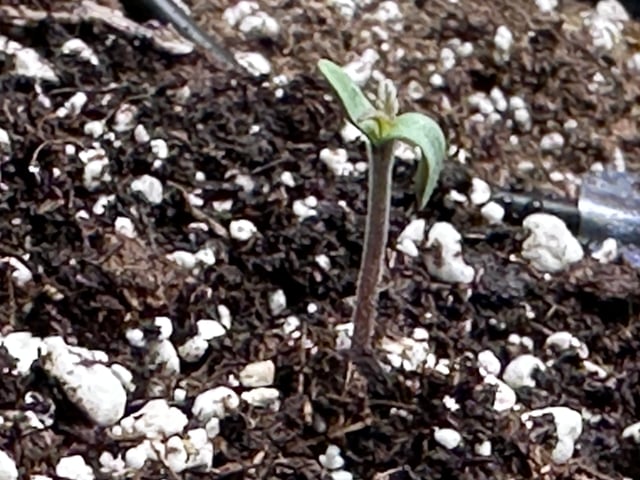 Pine (Auto) 2025 - 0 — seedling_rooting, day 7
