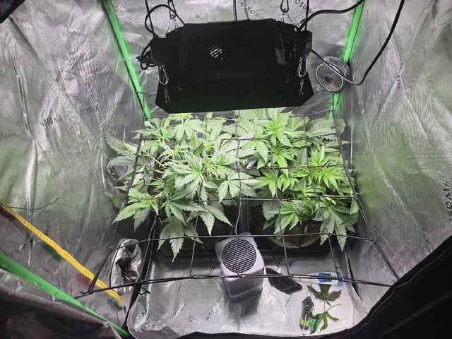 White Widow + Papaya Bomb