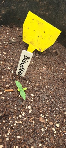 First Grow with the new setup  — seedling_rooting, day 9