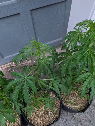 outdoor — vegetative, day 60