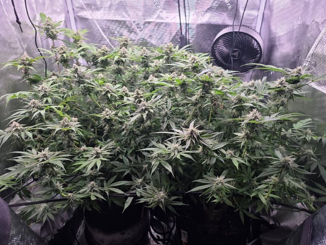 Blue Dream Feminized  — flower, day 135