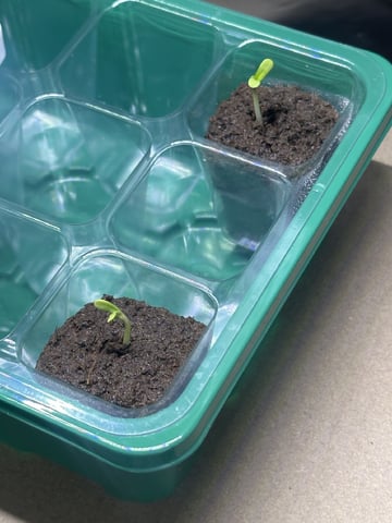 Ztrawberriez (Auto) 2026 - 1 — seedling_rooting, day 4