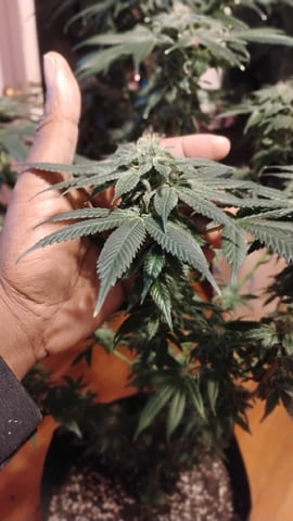 first grow  — flower, day 53