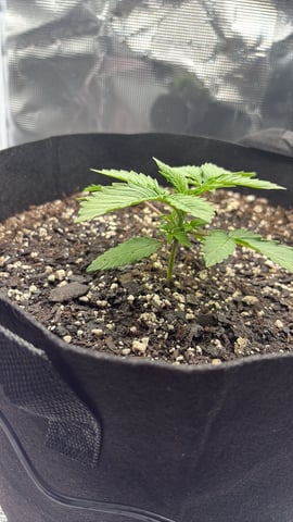 Blackberry Kush — seedling_rooting, day 7
