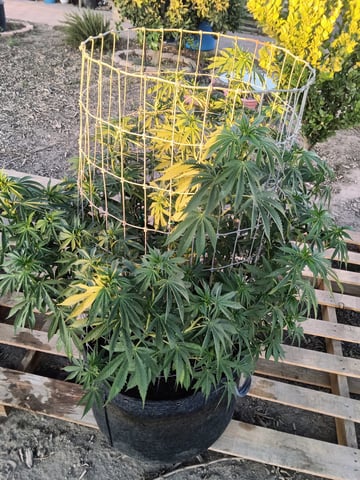 first 4 — flower, day 27