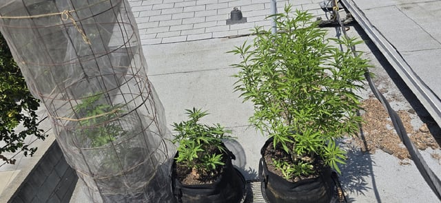 CzechsMex 2.0 — vegetative, day 161