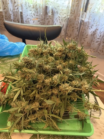 Indoor & Outdoor Grow 6 — done, day 72