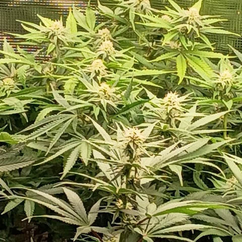 TentPlantLightFan — flower, day 97