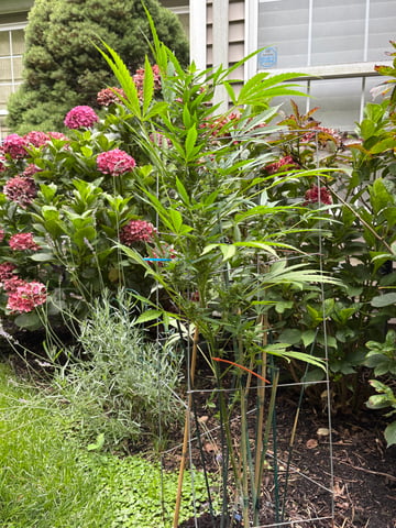forgotten auto  — flower, day 6