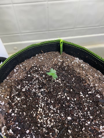 12 assed raven — germination, day 10