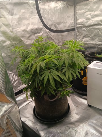 Master Kush — flower, day 53