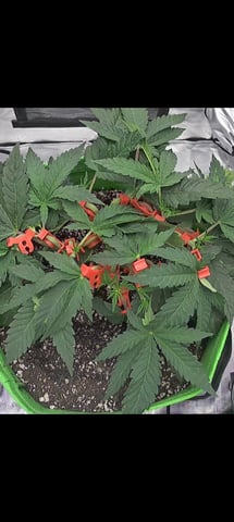 FastBuds Photo-Lemon Mandarin  — vegetative, day 44