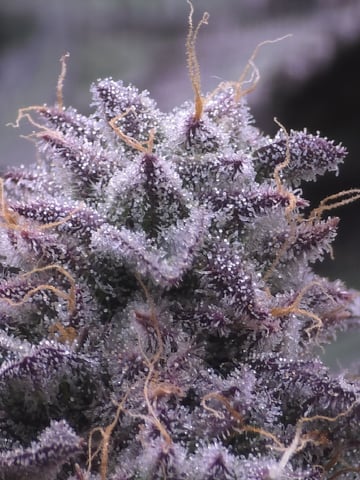 Divine Gelato 3 x Blue Zushi x 44 Photo — flower, day 102