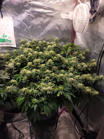 4th Grow — grow_setup, day 2