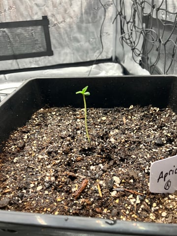 My First Grow — seedling_rooting, day 9