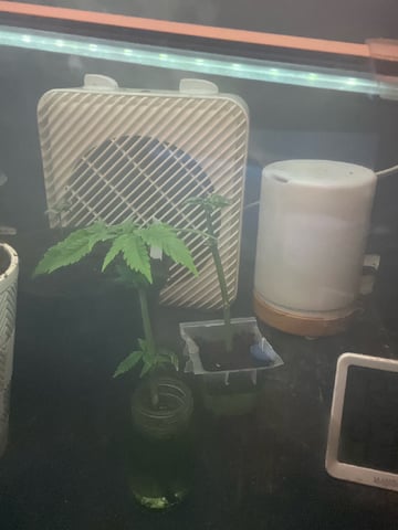 AK Clone — seedling_rooting, day 11